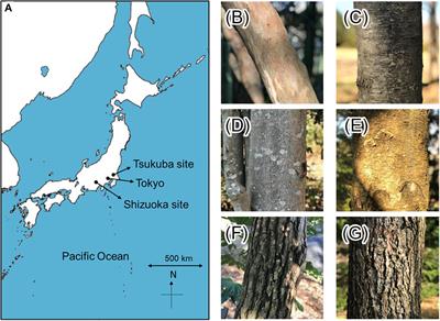Bark Effects on Stemflow Chemistry in a Japanese Temperate Forest I. The Role of Bark Surface Morphology